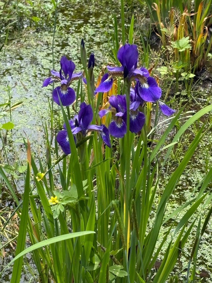 5月14日午後2時の花しょうぶの写真
