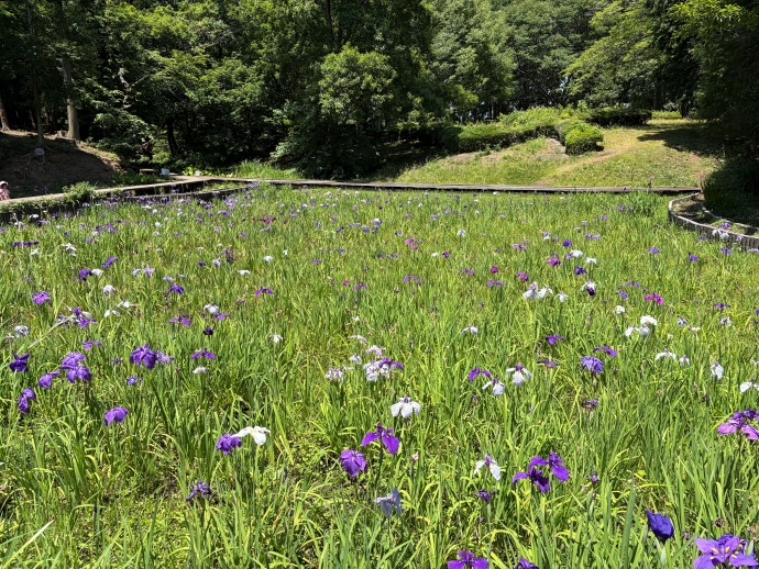 2026年6月16日の花しょうぶ