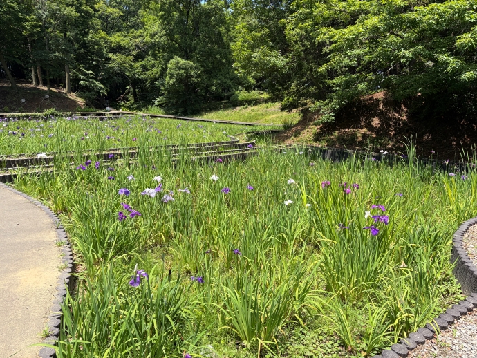 2026年6月19日の様子