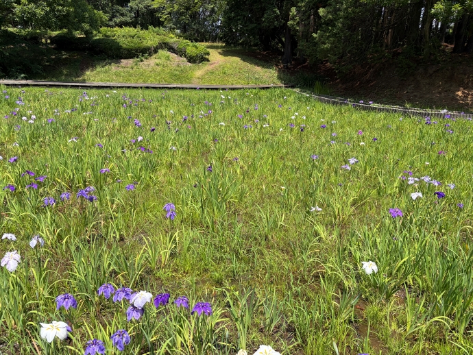 2026年6月19日の様子