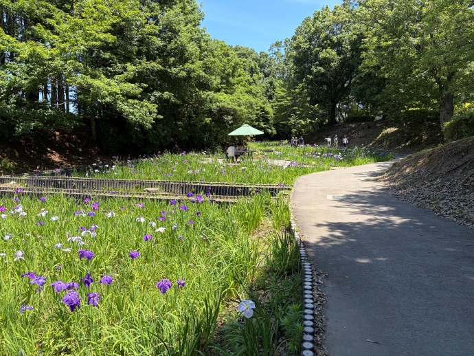 2026年6月16日の花しょうぶ