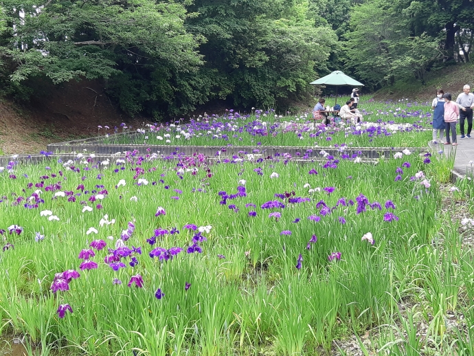 見頃の様子