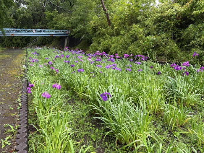 令和8年6月8日の様子