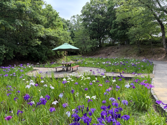 2026年6月11日の花しょうぶ