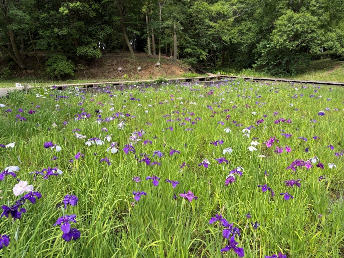 2026年6月11日の花しょうぶ