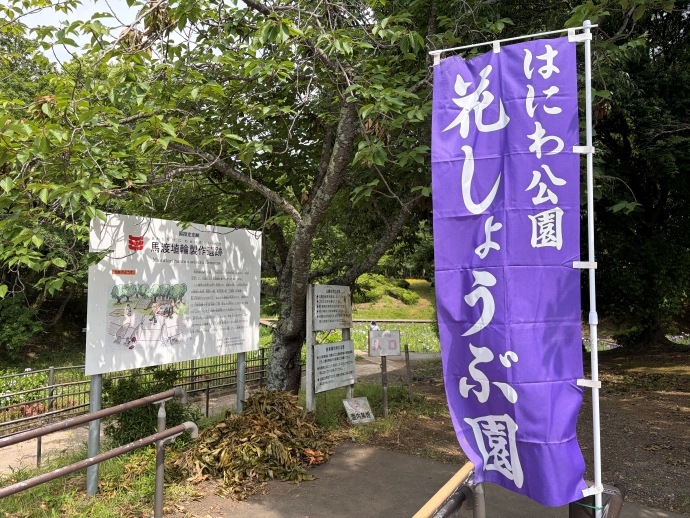 2026年6月11日の花しょうぶ