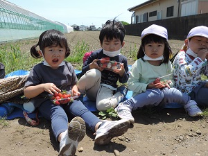 写真：いちご狩り