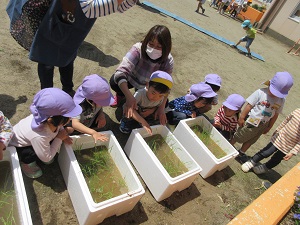 写真：田植え