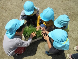 写真：田植え