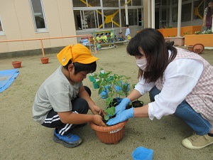 写真：野菜の苗植え