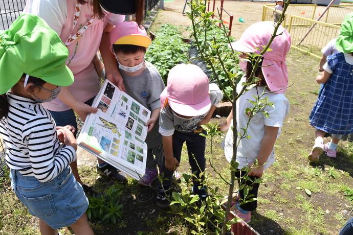 図鑑をのぞき込む幼児