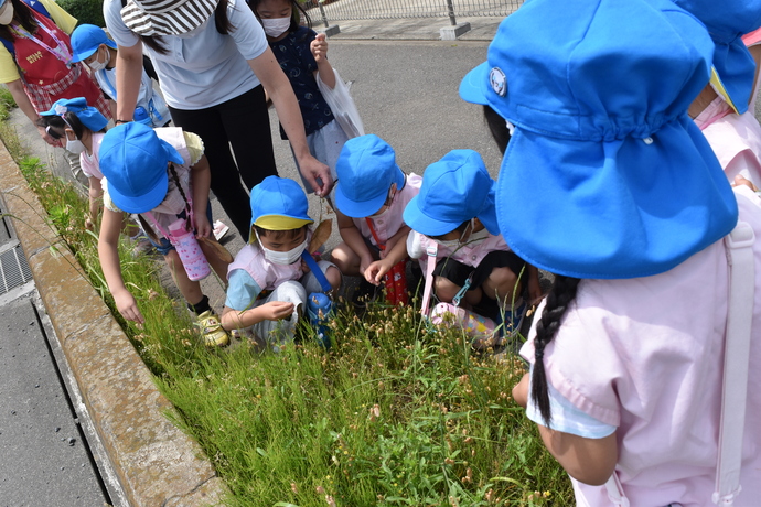 道ばたの草を摘む園児