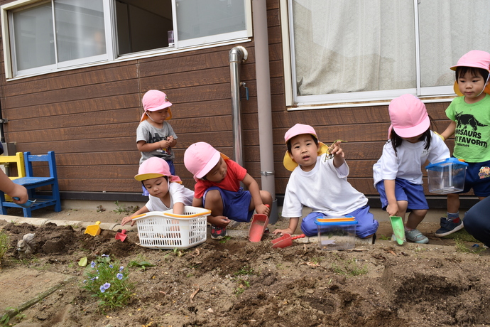 園児が花壇で球根を探している