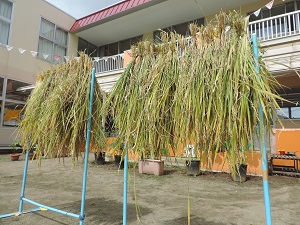 写真：お田掛けを終えた稲の様子
