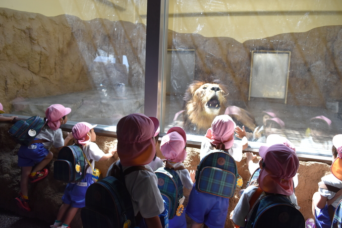 ガラス越しに大きな口を開けるライオンを見る園児
