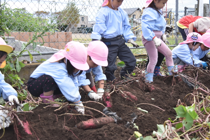 さつま芋の畝を掘る園児