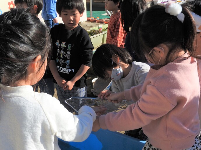 定規で氷の厚さを測る園児