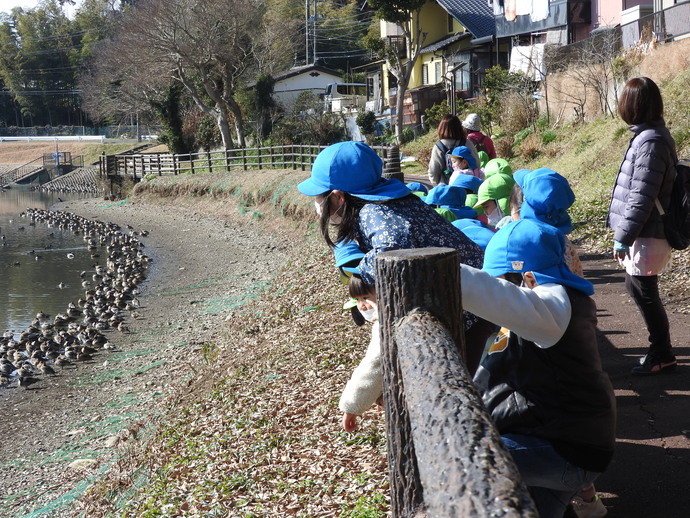 水鳥を見る園児