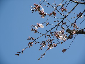 写真：桜の花