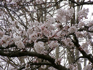 写真：小学校の桜