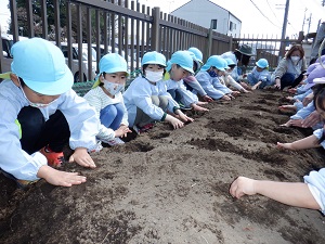 写真：じゃがいも植え