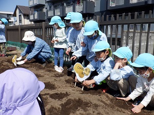 写真：じゃがいも植え