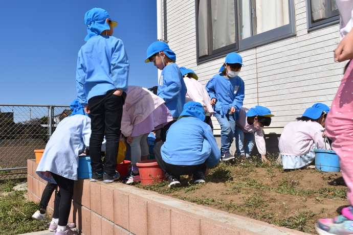 畑で草を抜いたり石を拾う園児