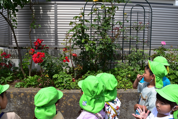 バラの花を見る園児