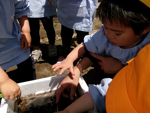 写真:田植え