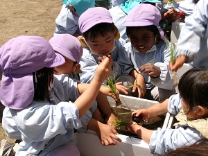 写真:田植え