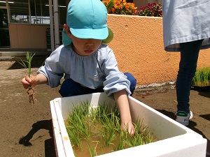 写真:田植え