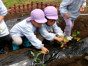 写真：芋苗植え