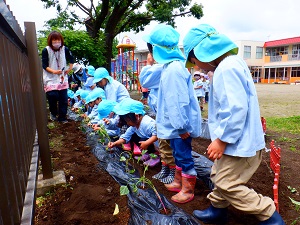 写真：芋苗植え