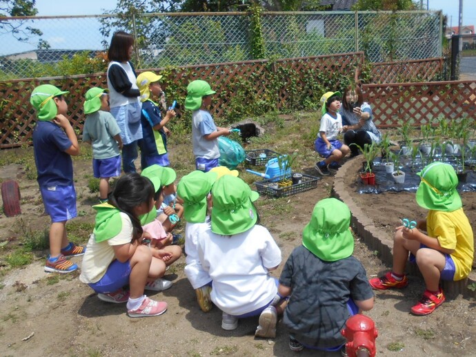 トウモロコシの苗を持って話をする先生と、話を聞く園児たち