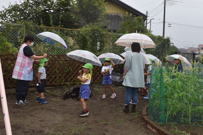 傘をさしてカタツムリを探す園児たち