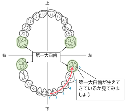 口の中 奥歯