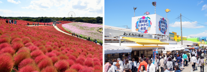 コキアと那珂湊おさかな市場の写真