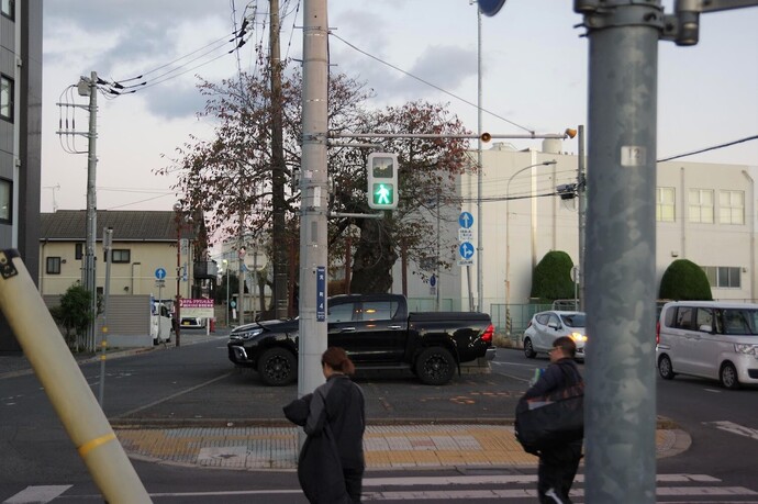 サクラの木の写真