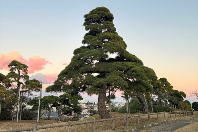 黒松の写真