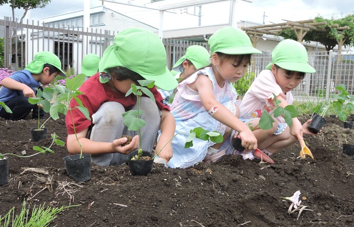 夏野菜を植えている写真