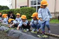 並んでサツマイモの苗を植える園児たち