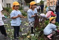 芋を持ち上げる園児
