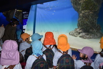 水族館の水槽を見る園児たち