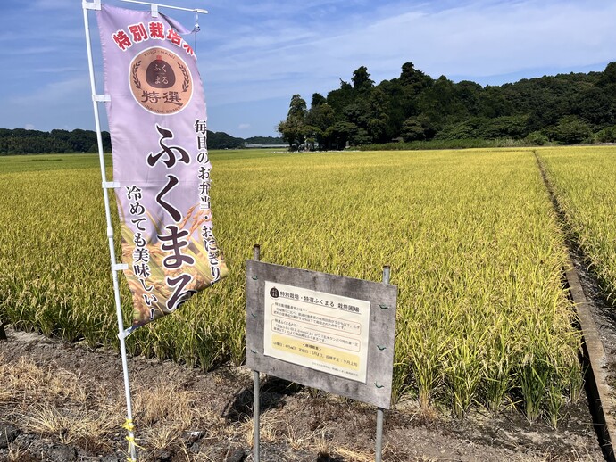 特栽特選ふくまる実証圃場