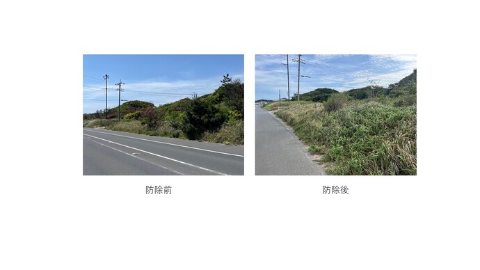 松くい虫被害