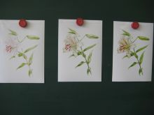 写真：塗り絵をすすめる段階ごとの資料