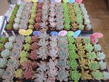 写真：花材のセダム系多肉植物