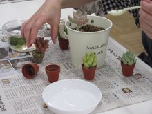 写真：6種類の多肉植物を鉢に植えている様子