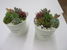 写真：完成した多肉植物の寄せ植え