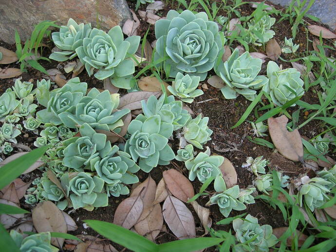 緑色の肉厚のバラのような形をした多肉植物が密集して生えている様子